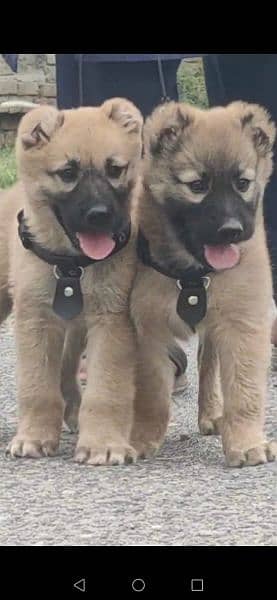 Kurdish kangal dog pair 2 months for sale 0