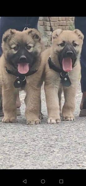 Kurdish kangal dog pair 2 months for sale 1