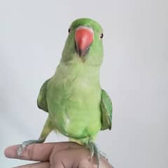 Hand tame Ringneck parrot