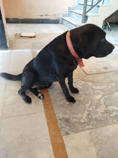 Labrador  name kity full trained for sale