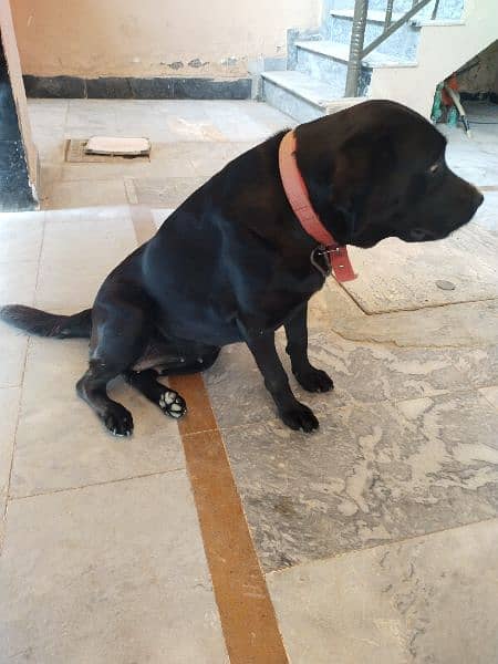 Labrador  name kity full trained for sale 0