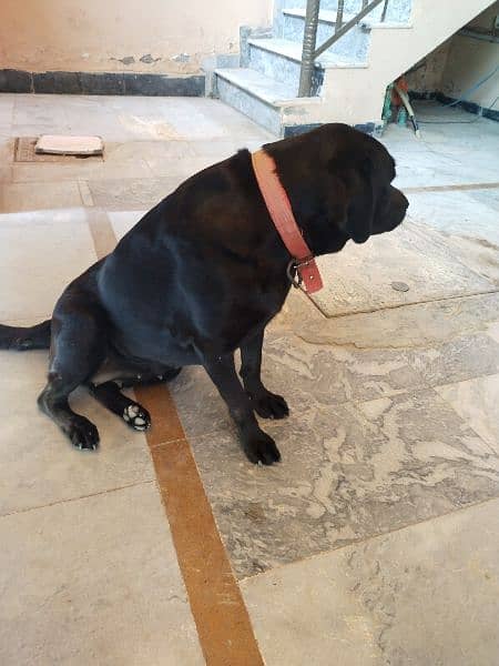 Labrador  name kity full trained for sale 1