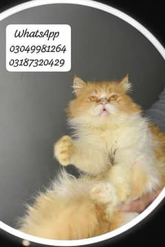 pure persian female cats cfa piki/peke bloodline 0