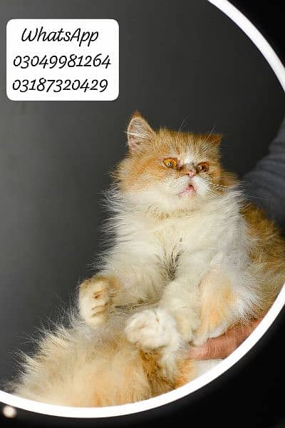 pure persian female cats cfa piki/peke bloodline 2