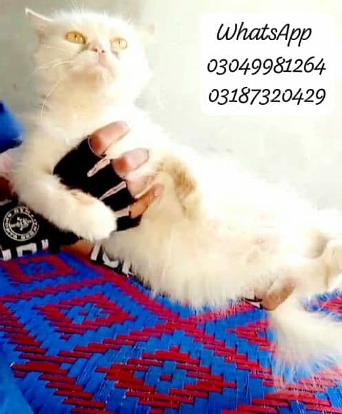 pure persian female cats cfa piki/peke bloodline 3