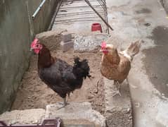 3 egg laying hen available for sale 0