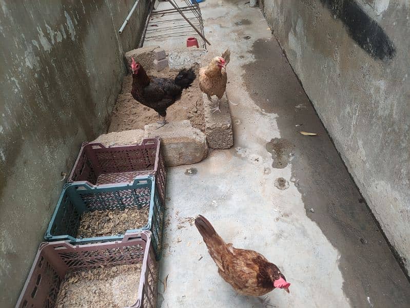 3 egg laying hen available for sale 1