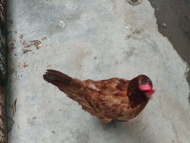 3 egg laying hen available for sale 2