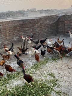 Rajput poultry farm