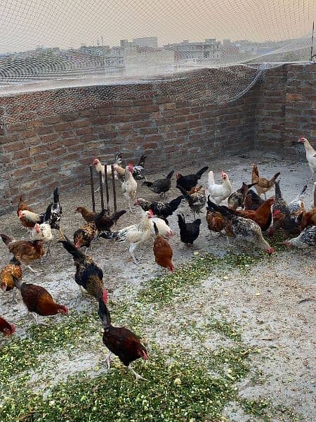 Rajput poultry farm 0