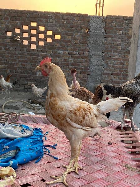 Rajput poultry farm 1