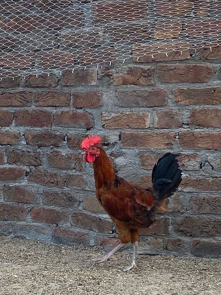 Rajput poultry farm 3