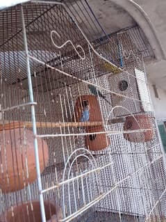 Australian parrots 5 pice with cage