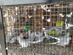 Diamond Dove Pairs for Sale 0