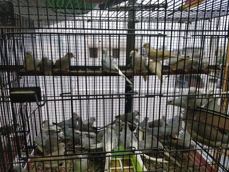 Diamond Dove Pairs for Sale 2