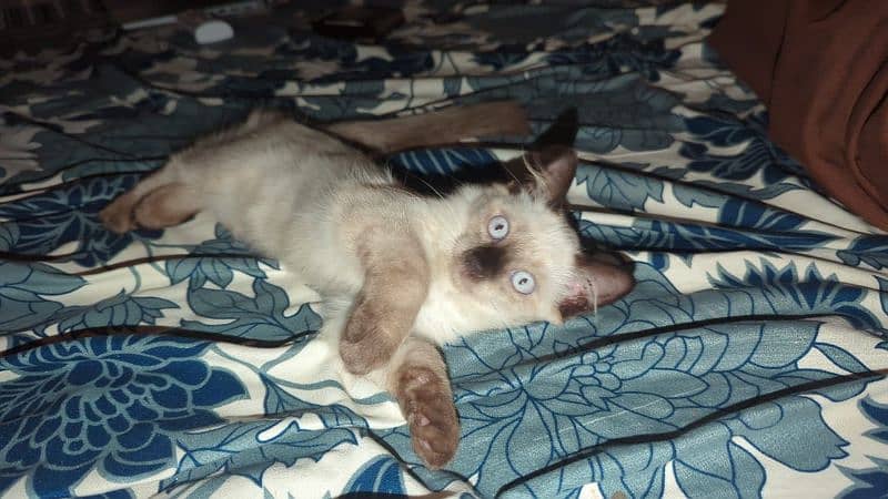 Siamese cat (pure Canadian breed) 0