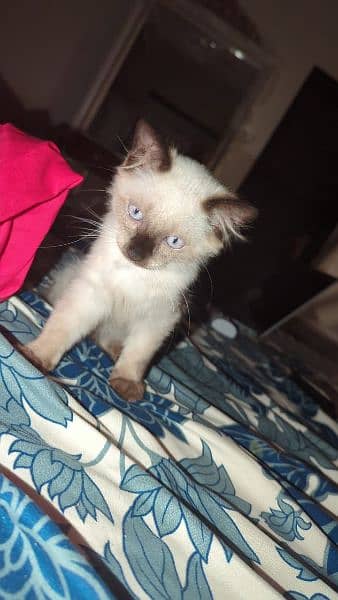 Siamese cat (pure Canadian breed) 1