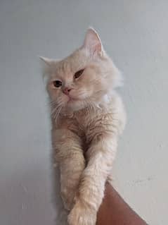 Persian Cat(male) 12 months Old 0