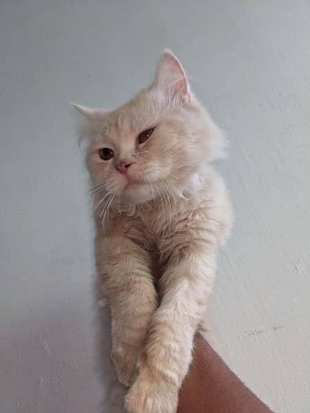 Persian Cat(male) 12 months Old 0