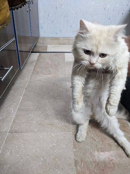 Persian Cat(male) 12 months Old 2