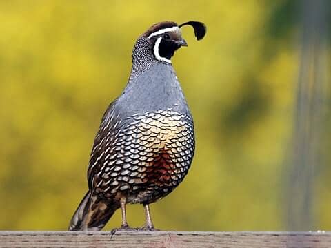 California quail read to breed pair 1