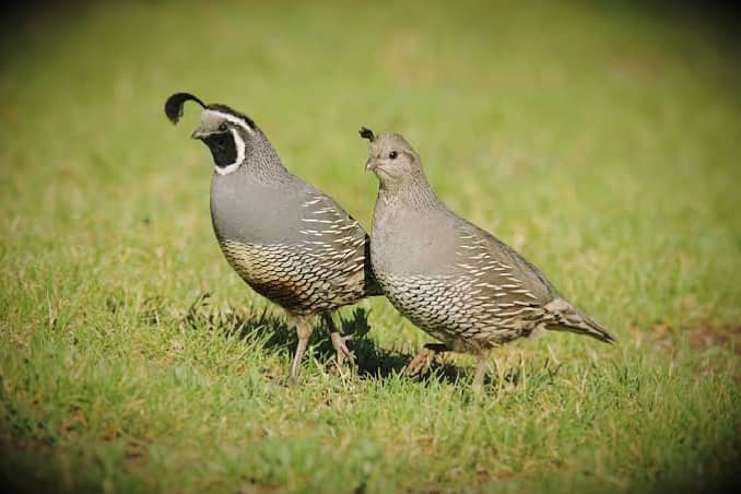 California quail read to breed pair 2