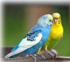 Guaranteed 100% Breeder Pair of Australian Budgies (Parrots)