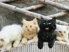 Triple Coted Kittens for sale urgent