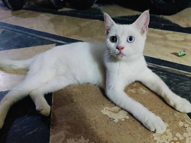 Persian cat with odd eyes for sale 3