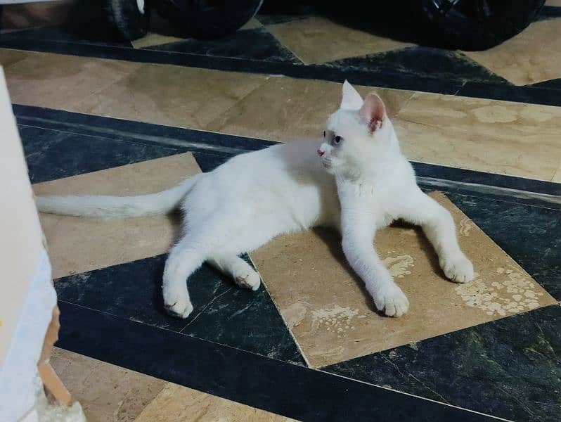 Persian cat with odd eyes for sale 6