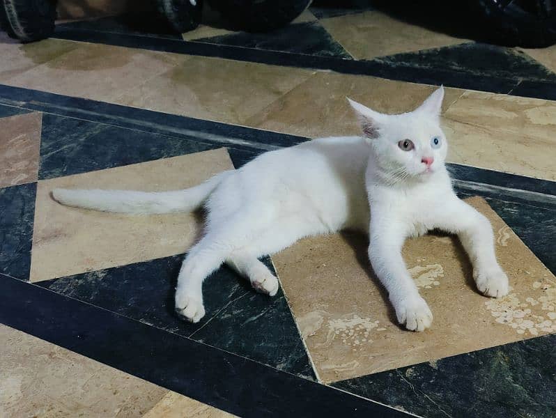 Persian cat with odd eyes for sale 7