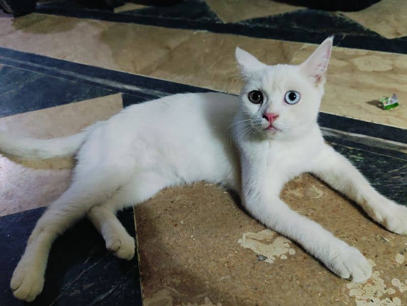 Persian cat with odd eyes for sale 8