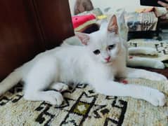 Persian cat with odd eyes for sale