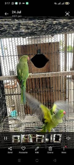 green ringneck guarantee breeder