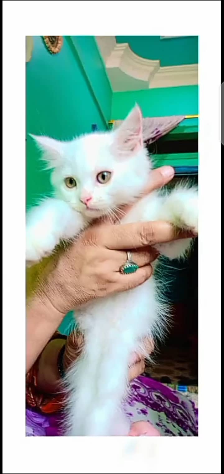 Persian kittens 0