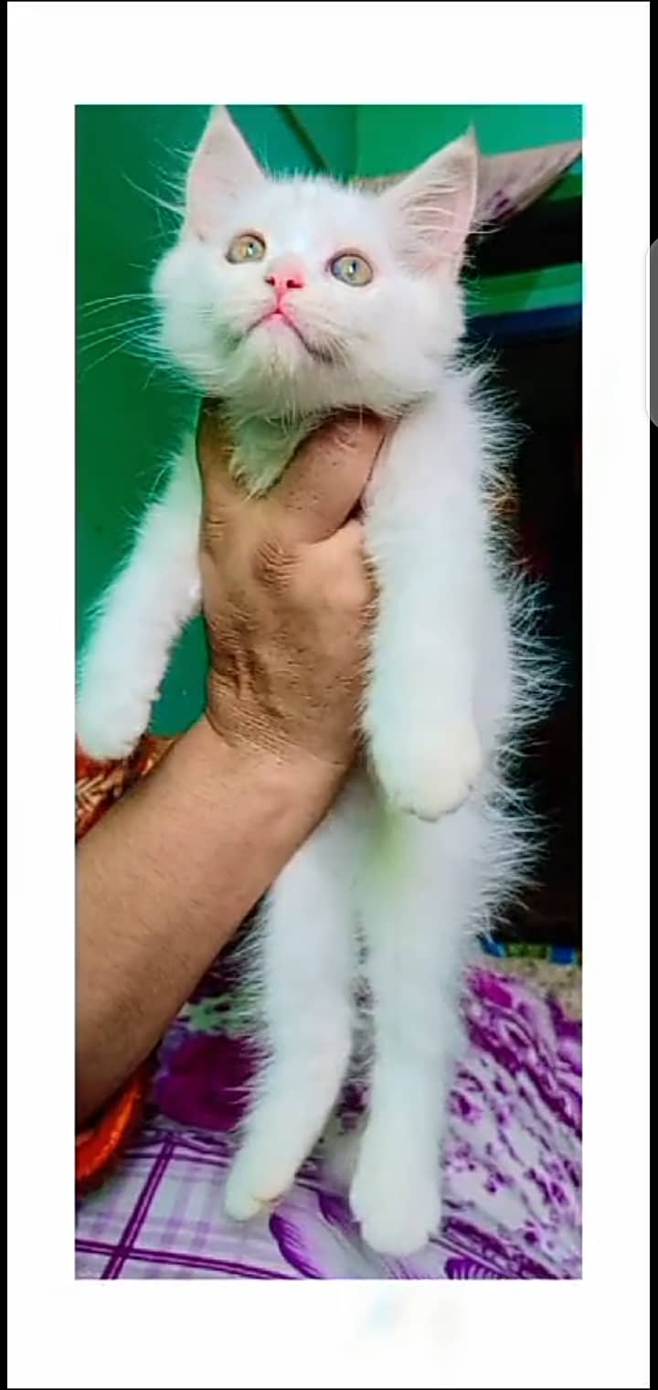 Persian kittens 1