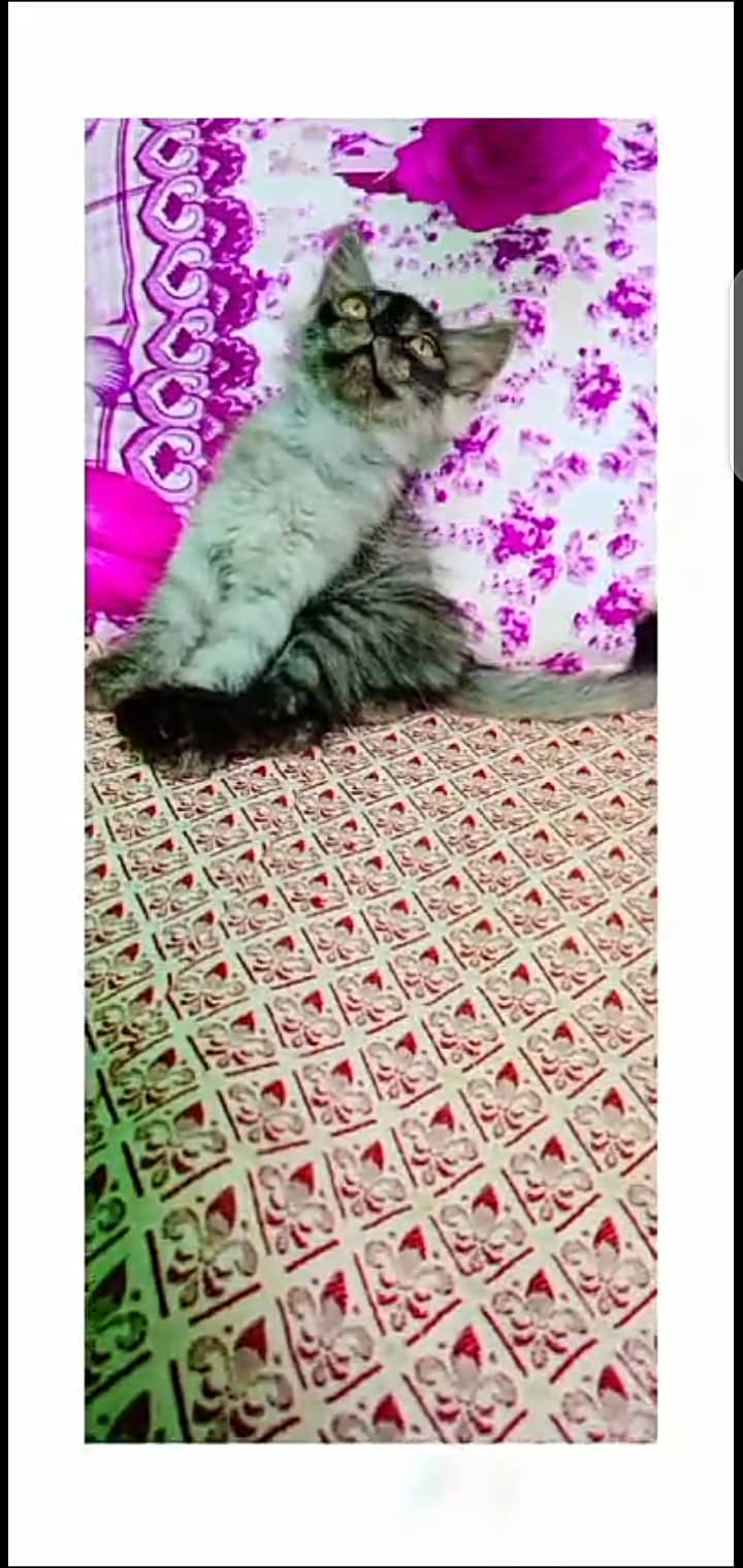 Persian kittens 4