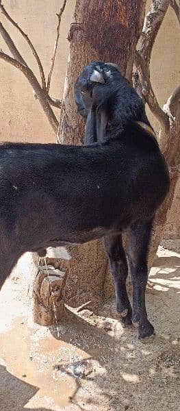 Black pure Amritsari beetal breeder bakra and female path 5