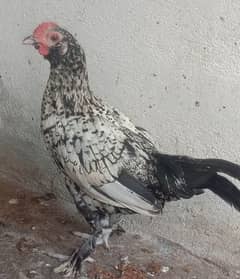 bantum  pair for sell 1 male and 2 hens