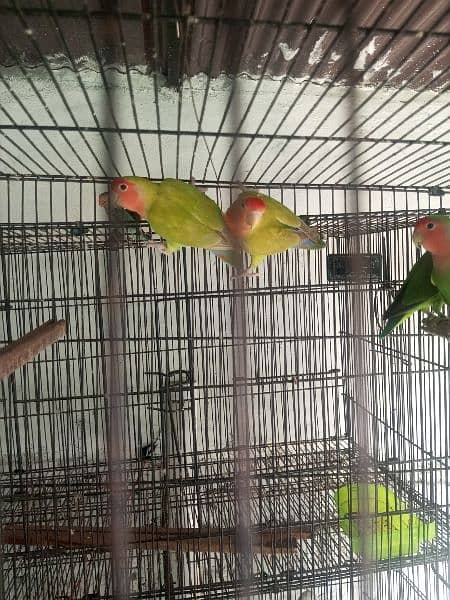 peach face non ring lovebirds 2