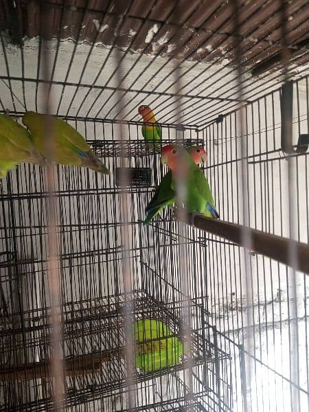 peach face non ring lovebirds 3