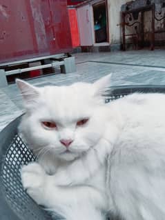 Beautiful, educated milky white pet male cat