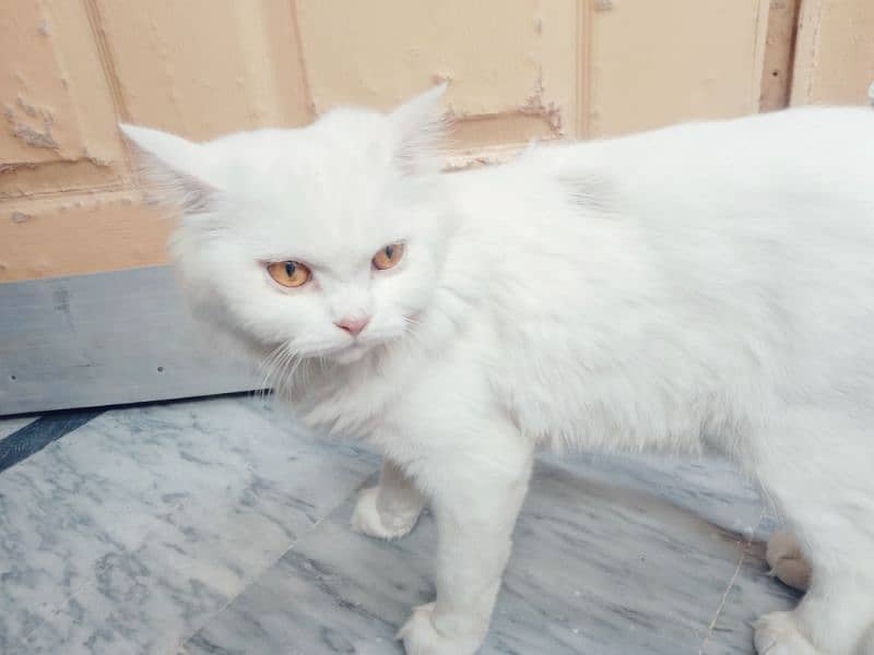 Beautiful, educated milky white pet male cat 2