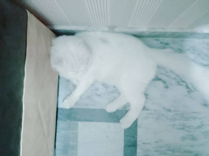 Beautiful, educated milky white pet male cat 3