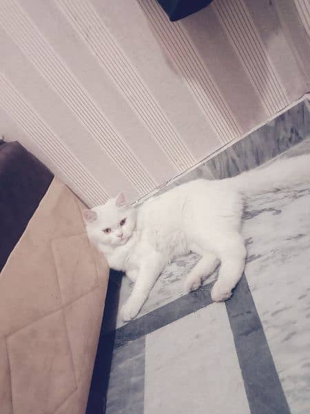 Beautiful, educated milky white pet male cat 4