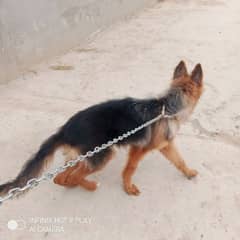 German shepherd 03082598534