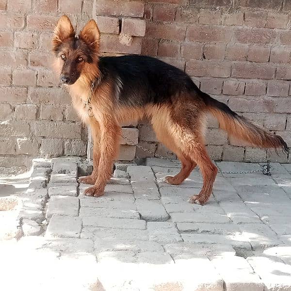 German shepherd 03082598534 2