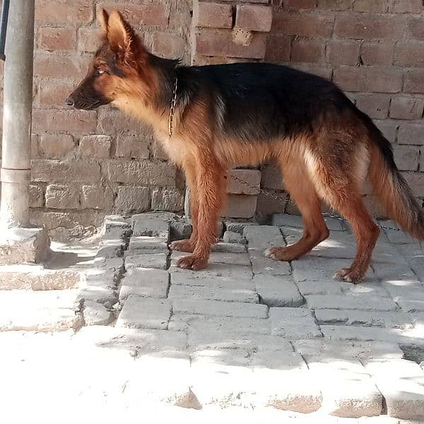 German shepherd 03082598534 4