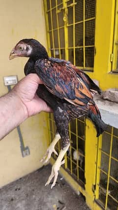 Thai Cross Pathy pathian | aseel thai | pure aseel chicks