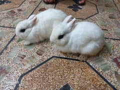 Hotot dwarf Punch face Breeder male